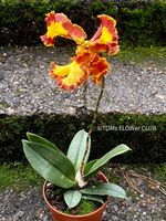 Psychopsis Mariposa var. Trilabelo - Orchidee-Zauber duftend