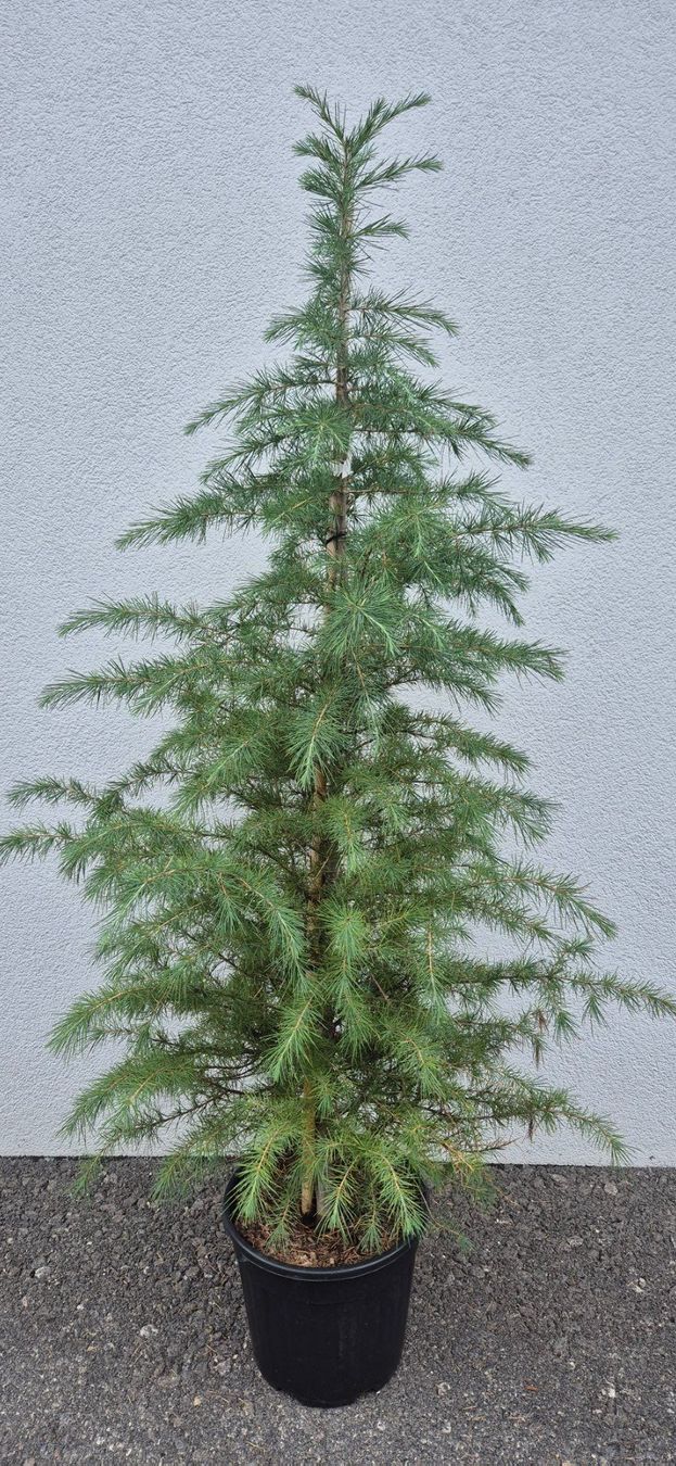 Plantes & graines: ZEDER – Neuf (Voir description) à Jona par Sleon02