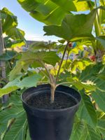 Reispapierbaum / Tetrapanax Papyrifer Rarität