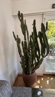 Grosse Euphorbia trigona (Wolfsmilch)