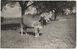 LANDWIRSCHAFT/KUH 1920 ZH/TG?