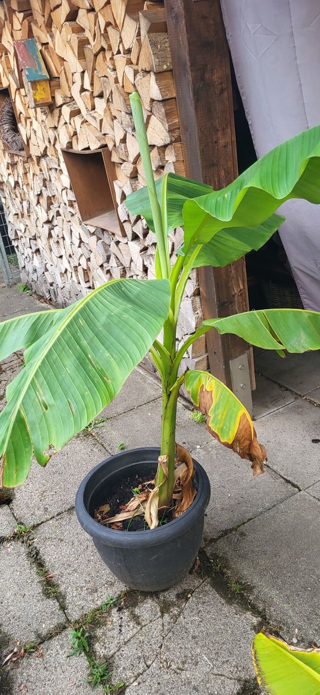 Piante & sementi: Bananenbaum – Usato da Wallisellen venduto da Eugenio 3