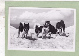 Polarhunde auf dem Jungfraujoch