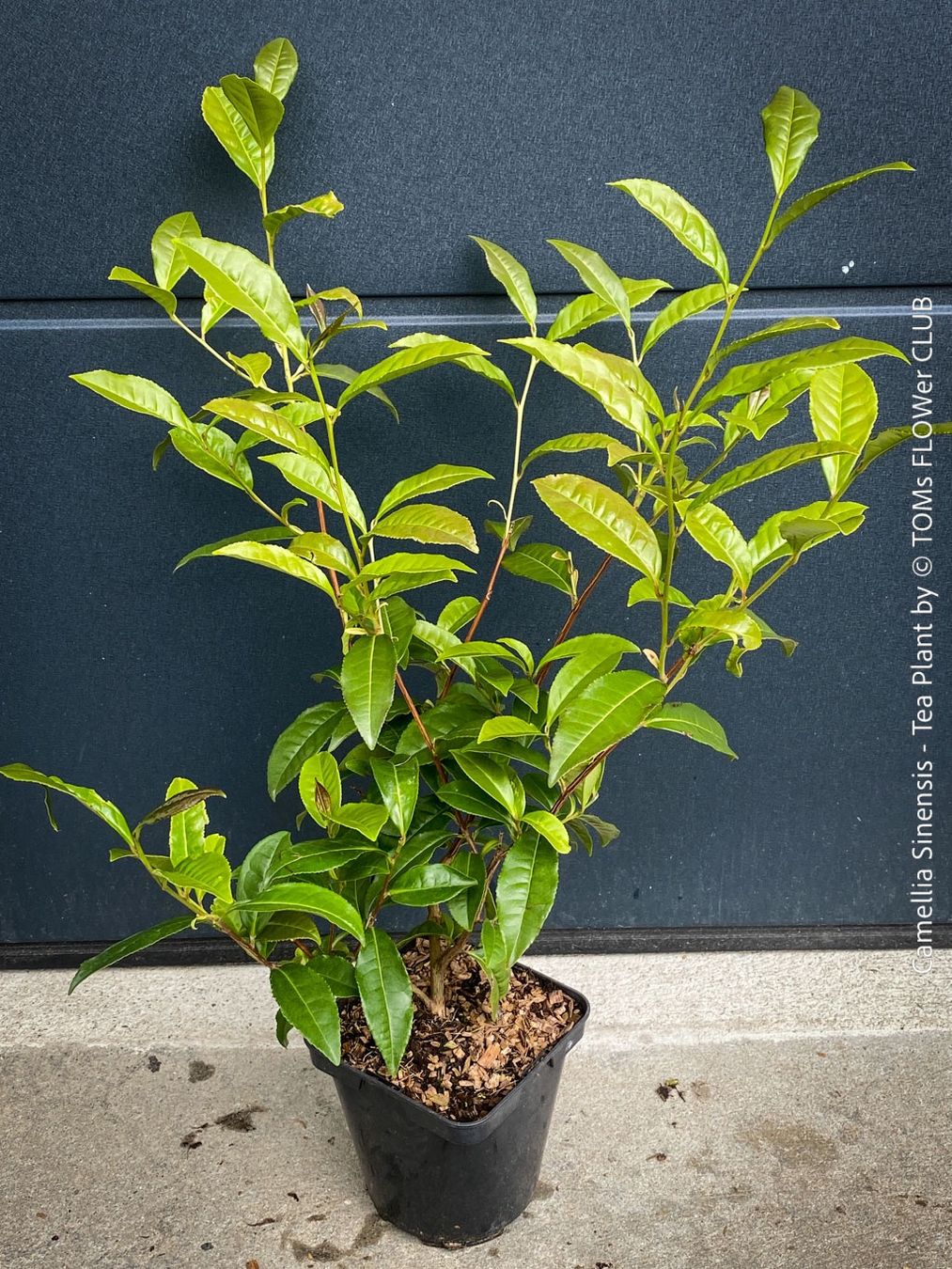 Piante & sementi: Camellia Sinensis - Teepflanze – Nuovo e nell'imballaggio originale da Adliswil venduto da astom369