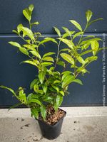 Camellia Sinensis - Teepflanze