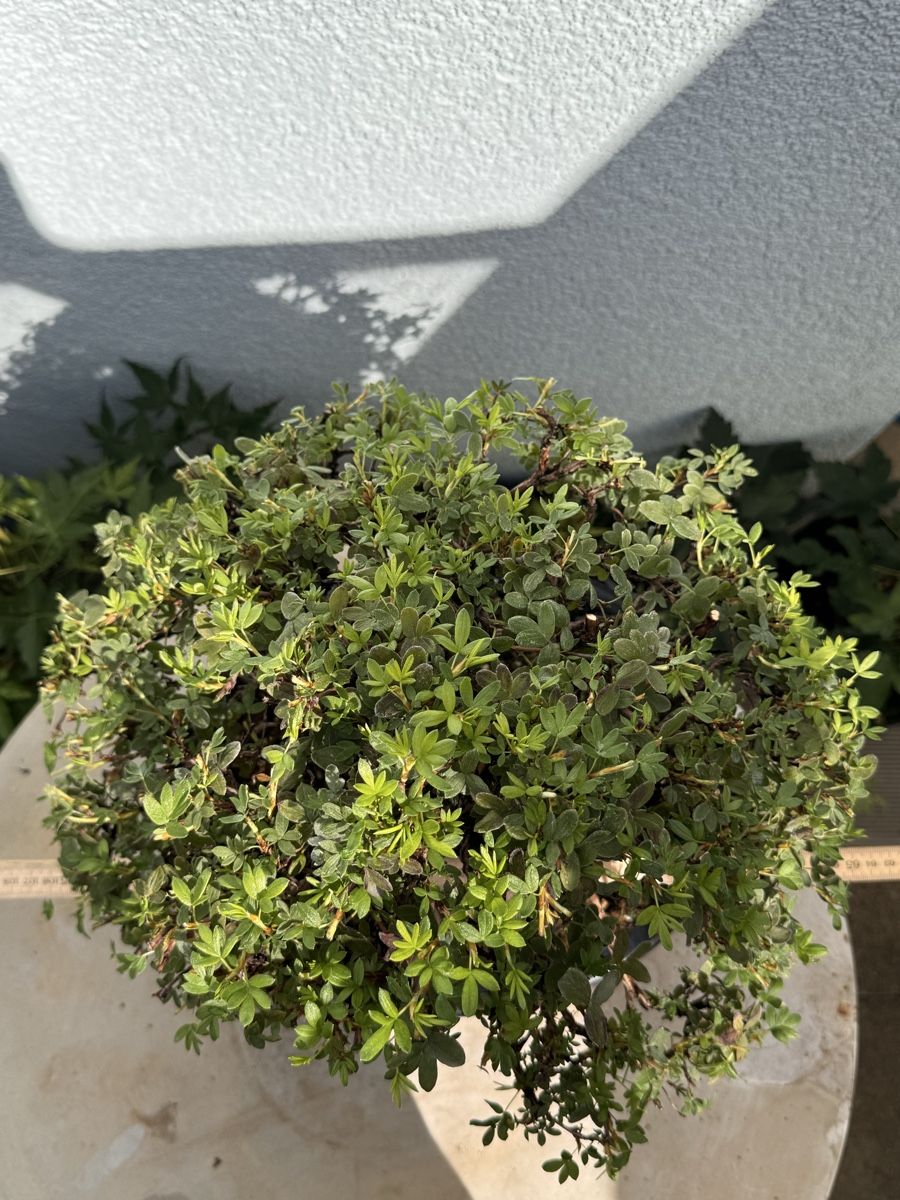 Pflanzen & Samen: Bonsai/Potentilla Fünffingerstrauch – Gebraucht aus Münchwilen TG von baluzi3 4