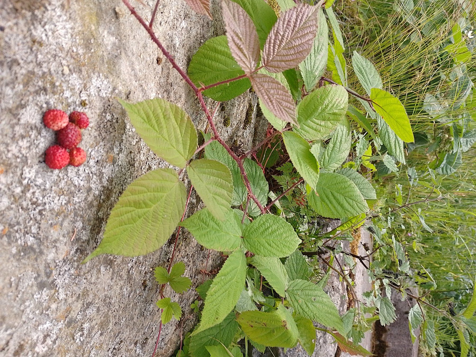 Aliments & Spécialités: Chrütersalz Urner Oberland – Neuf avec emballage d'origine à Gurtnellen par AlexandraB51 5