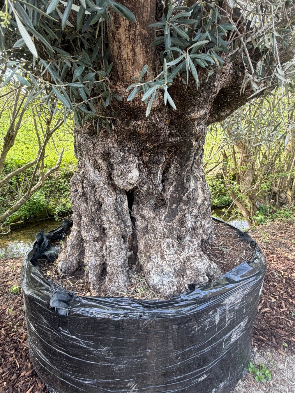 Piante & sementi: Olivenbaum "Olea Europea 20" - Versand möglich – Nuovo (secondo la descrizione) da Zuckenriet venduto da Thur_Plant 1