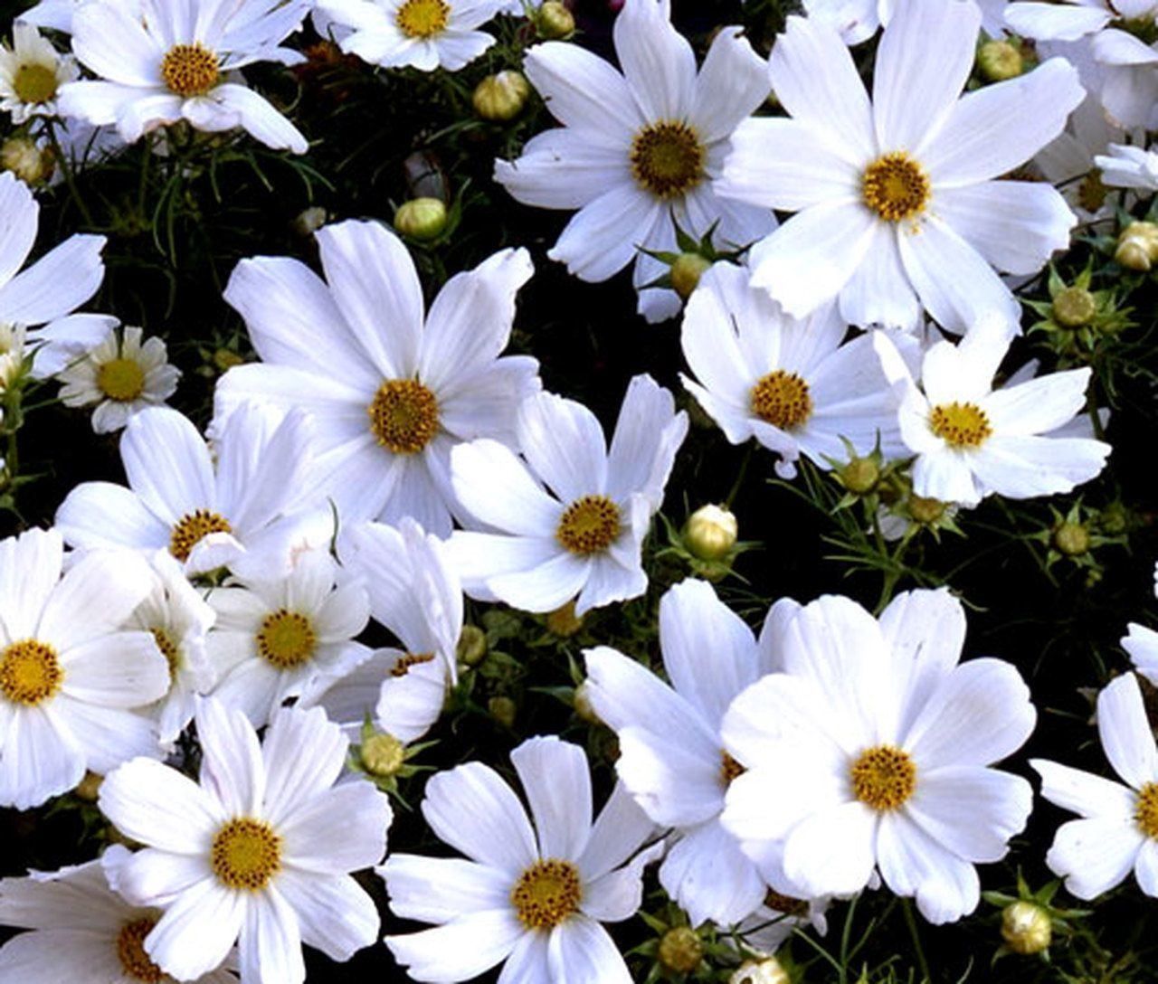 Piante & sementi: 100 Samen Cosmea PURITY Schmuckkörbchen – Nuovo (secondo la descrizione) da Ehrendingen venduto da VerveinaSamen 3