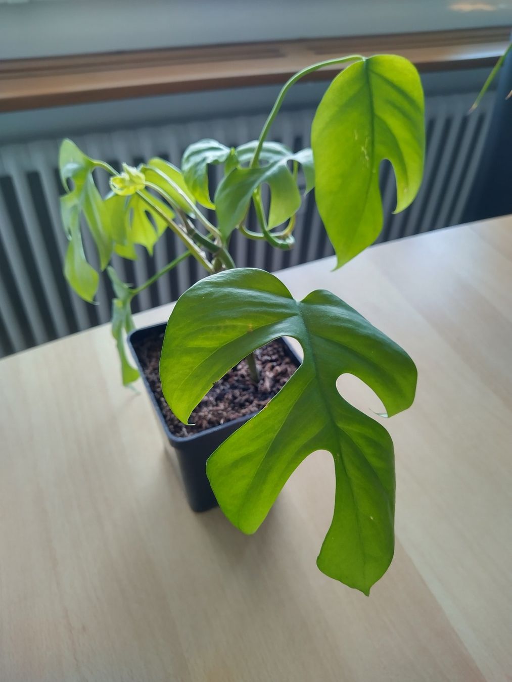 Piante & sementi: Monstera Zimmerpflanze – Usato da Jona venduto da Argus36 1
