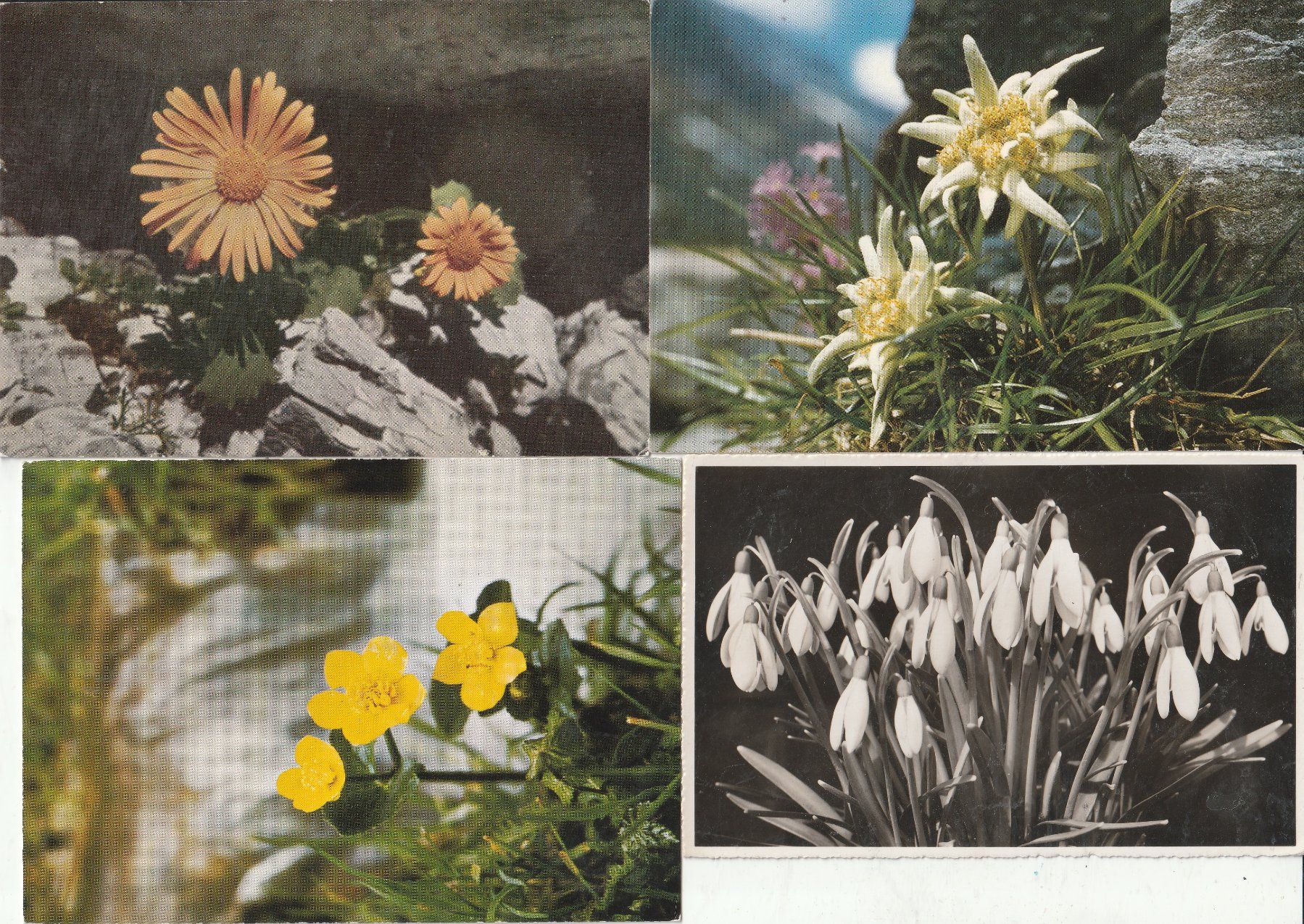 Cartes postales: 40 Diverse Blumenkarten – D'occasion à Lumbrein par made02 6