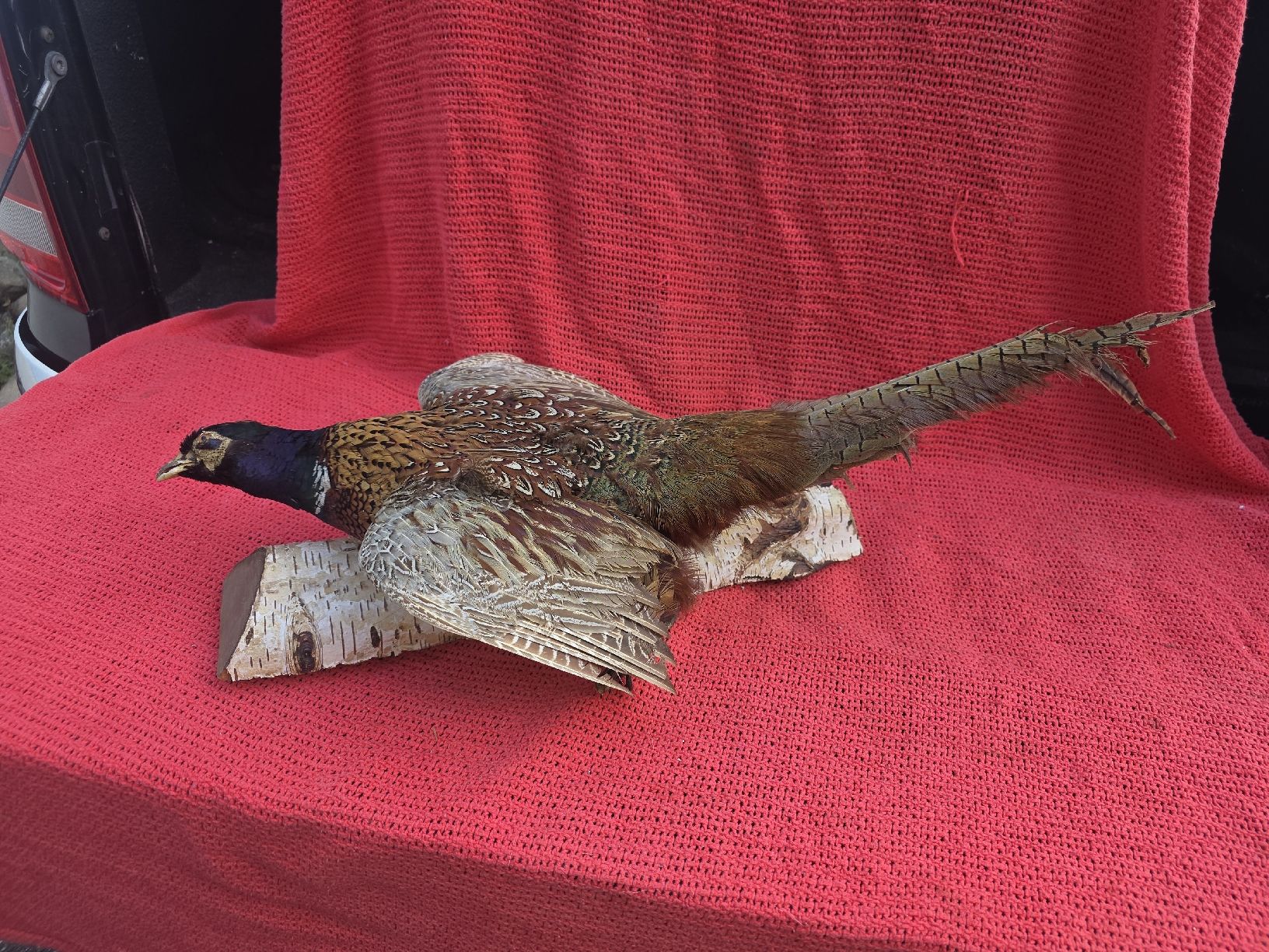 Il mondo degli animali: Präperat Fasan – Usato da Hasle LU venduto da Auctions_Hunters 1