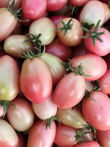 Pflanzen & Samen: Thai Pink Egg - Eiertomate - 10 Samen – Neu und originalverpackt aus Sumiswald von Cham14559 1