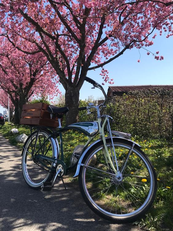 Schwinn Classic Cruiser Kaufen Auf Ricardo