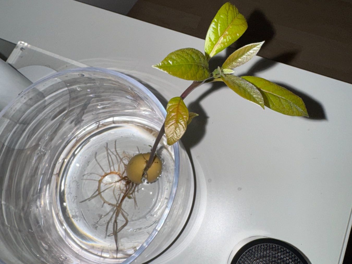 Piante & sementi: Avocado Baum – Usato da Schlieren venduto da Edgar_k 6