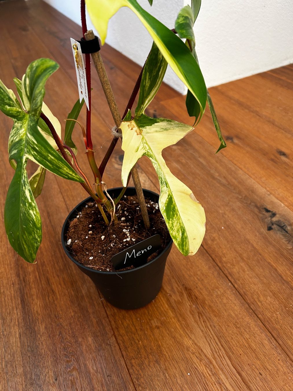 Pflanzen & Samen: Philodendron Florida beauty💛 – Gebraucht aus Wattwil von Mikesplantshop 3