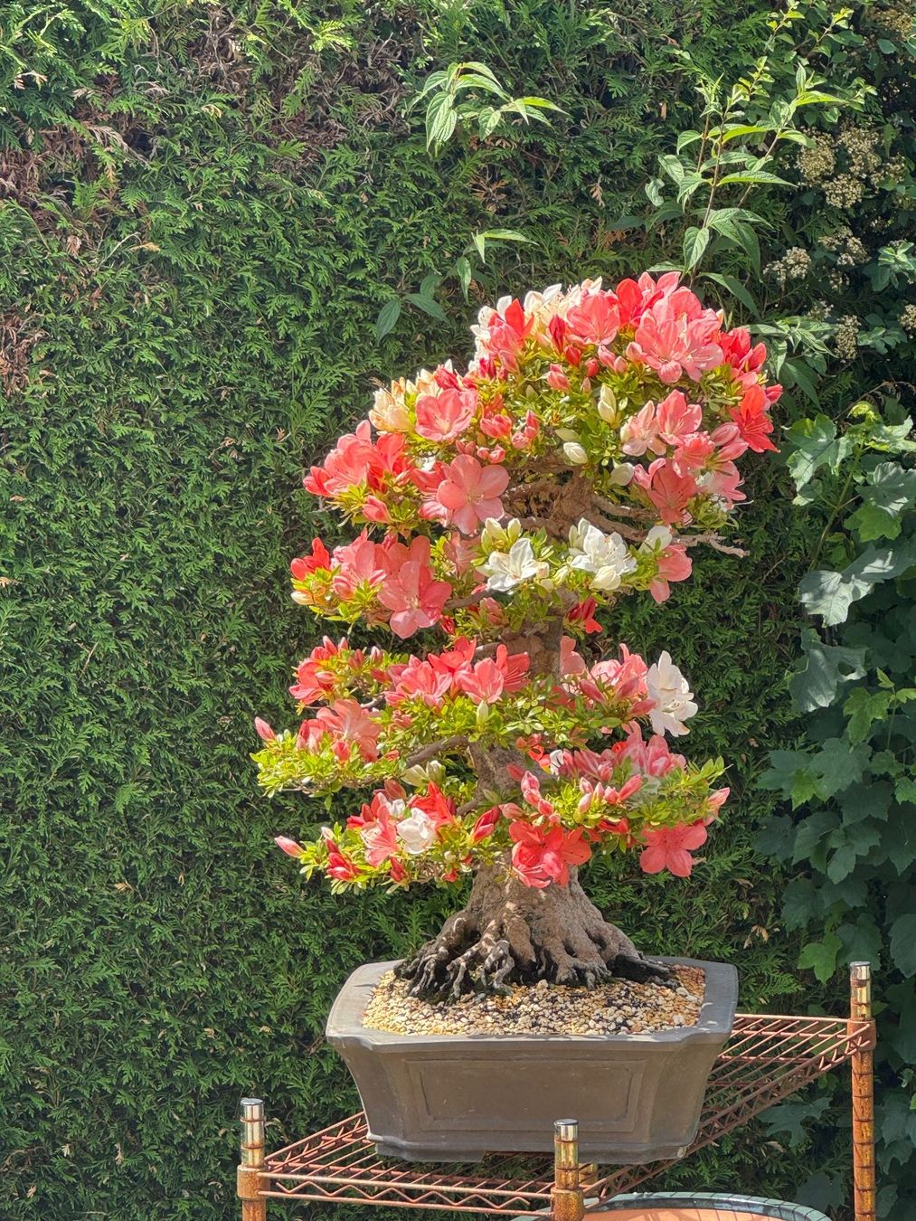 Plantes & graines: Bonsai d'exception solitaire: Azalée de Satsuki – D'occasion à Epalinges par Wimmsi 2