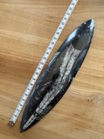 Orthocera Versteinerung
