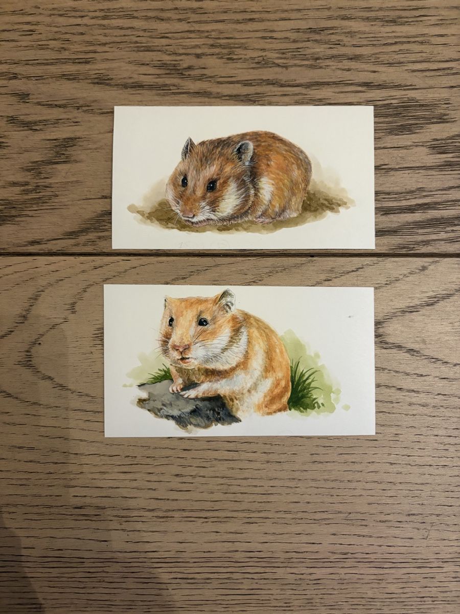 Gemälde: 2 kleine Original Bilder Hamster, handgemalt – Gebraucht aus Versoix von chr_2rpz