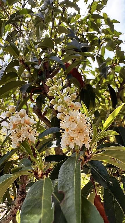 Plantes & graines: Portugiesischer Lorbeerbaum – D'occasion à Lachen SZ par honeybee67 2