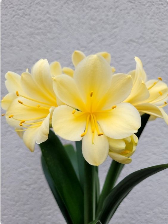 *Rarität* Clivia Gelb Kaufen auf Ricardo