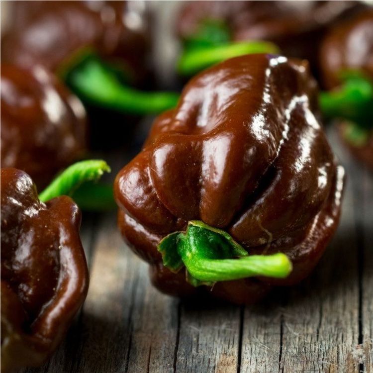 30 Samen Chocolate Habanero Chilli Kaufen auf Ricardo