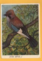 Künstler-AK VOGEL Eichelhäher