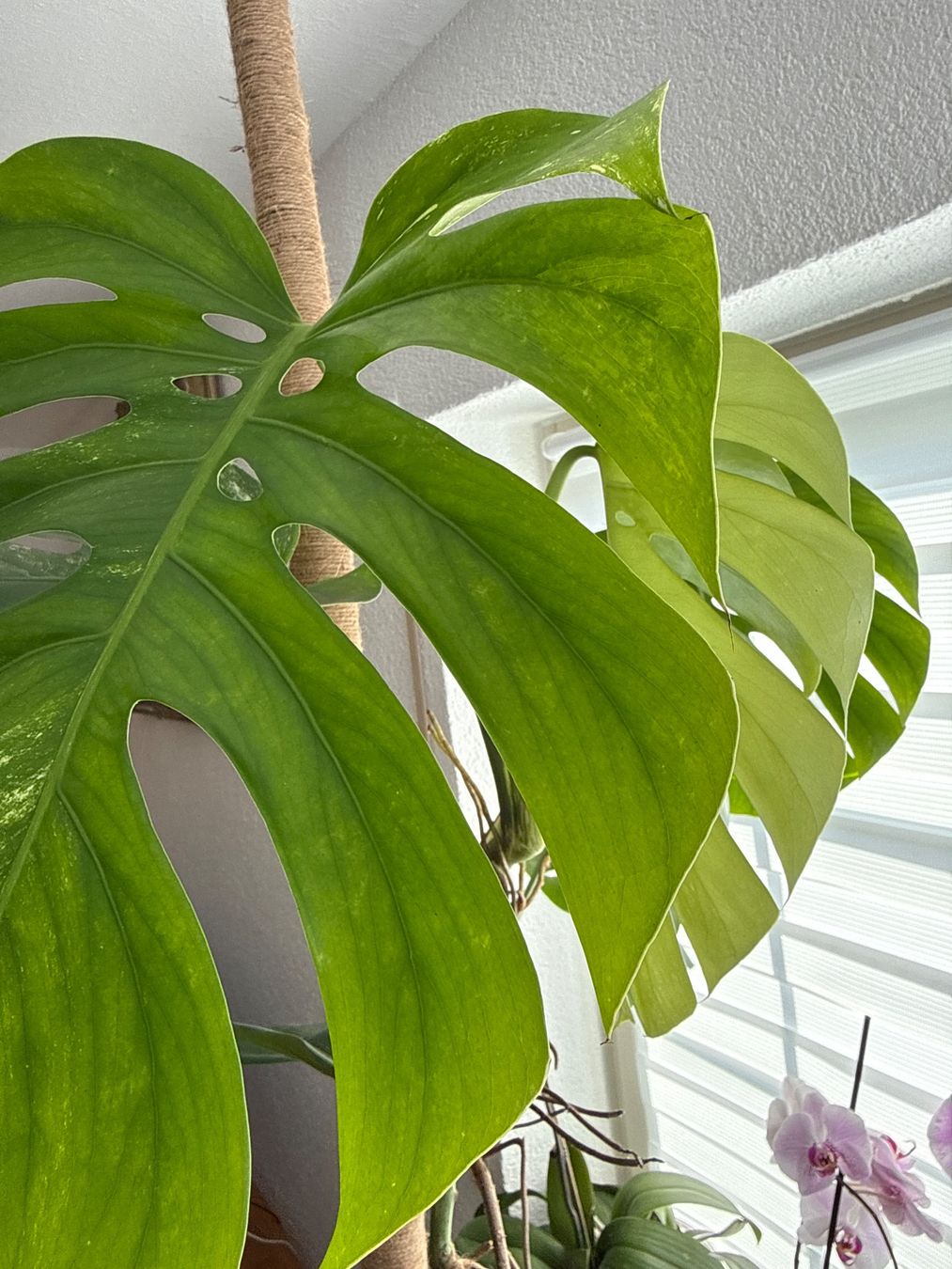 Piante & sementi: Monstera Pflanze – Usato da Zug venduto da sir_pk 1