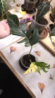 Epipremnum Pinnatum Variegata 
