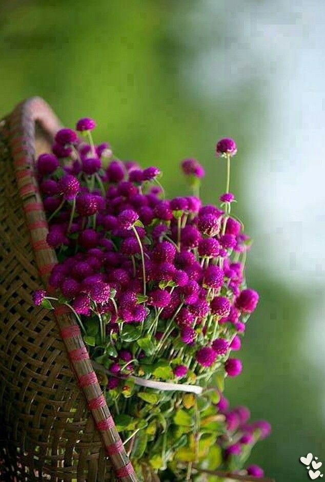 Piante & sementi: 50 Samen Kugelamarant Gomphrena PURPLE Samen – Nuovo (secondo la descrizione) da Ehrendingen venduto da VerveinaSamen 1