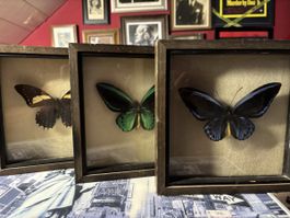 Lot of three tropical butterflies. RARE!!
