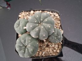 Lophophora Sp. GM 214, San Luis Potosi, (Huizache, 1410 m)