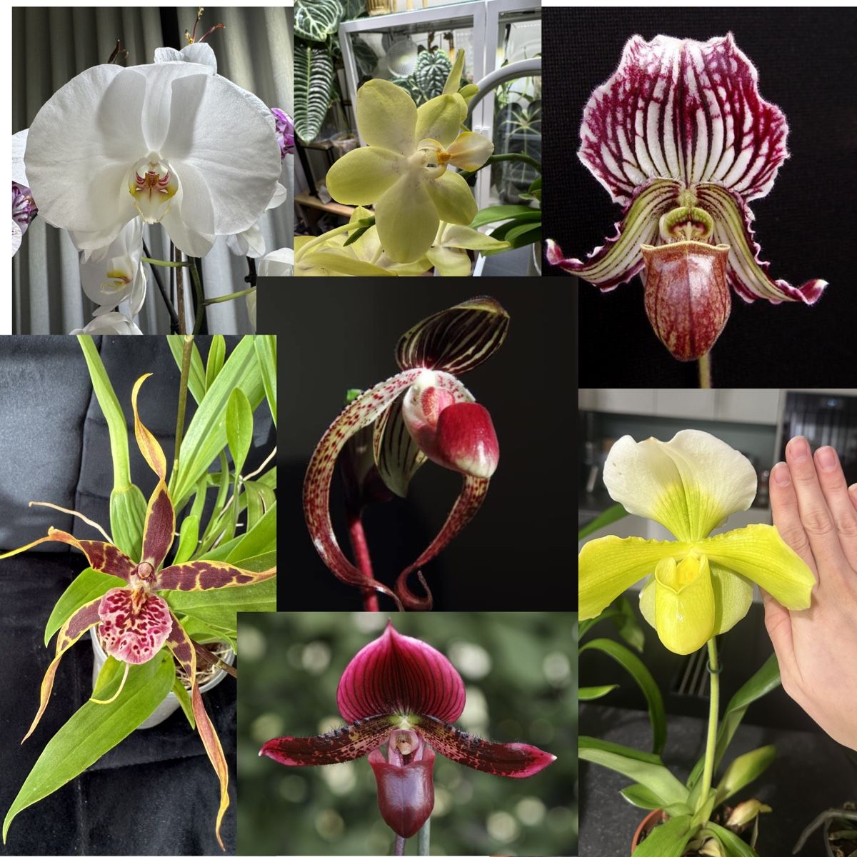 Pflanzen & Samen: Orchideen - Sammlung abzugeben – Gebraucht aus Teufen AR von Muffin97