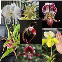 Orchideen - Sammlung abzugeben