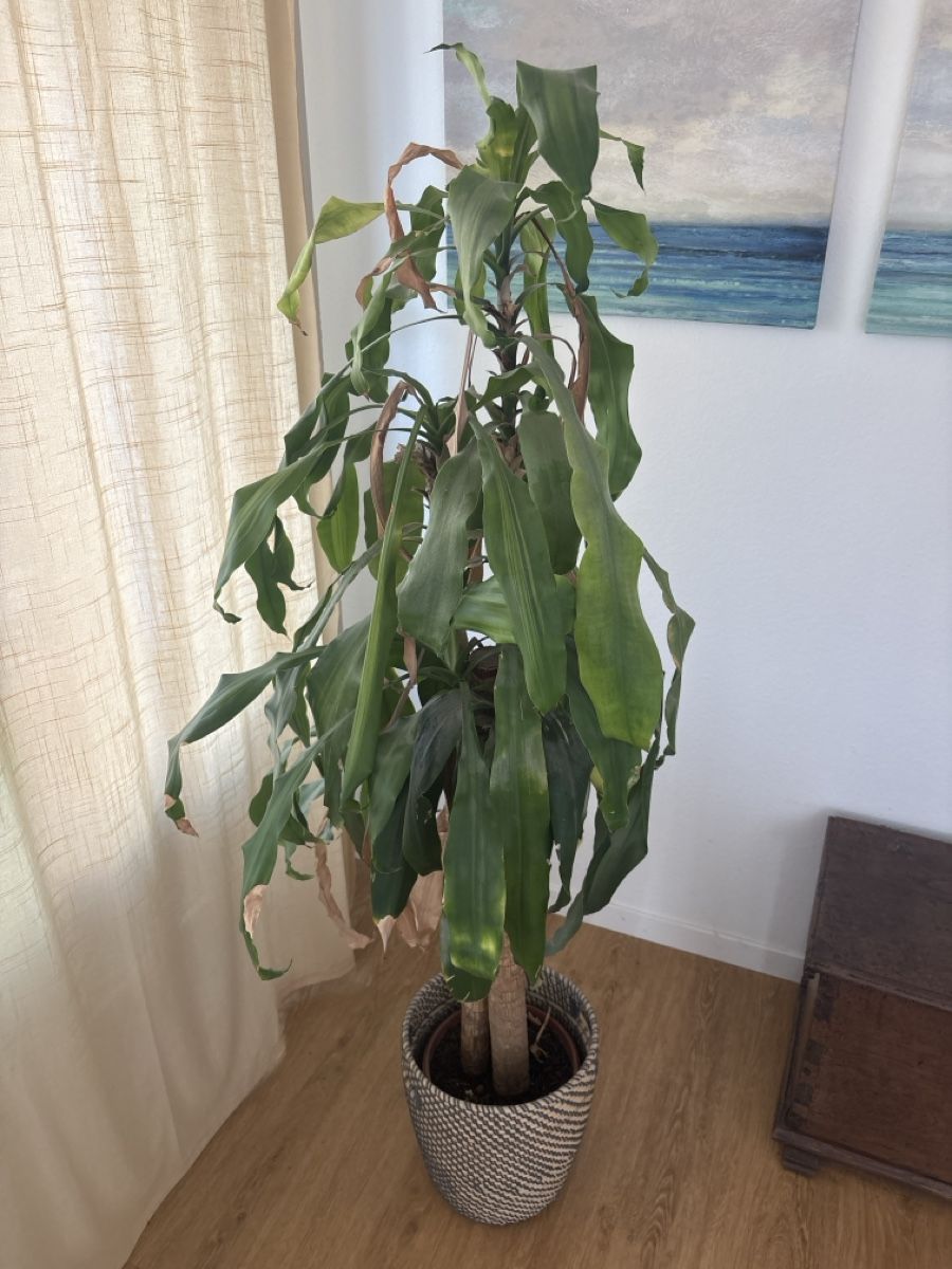 Plantes & graines: Plant – D'occasion à Zürich par Rfanjul