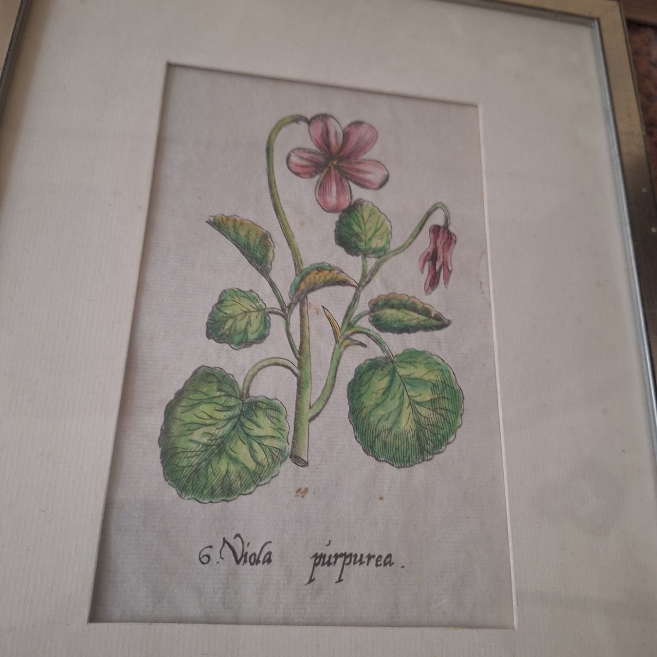 Poster & Bilder: Nostalgische Blumen Bilder silberfarbener Bilderrahmen – Gebraucht aus Winterthur von Goldpipau 5