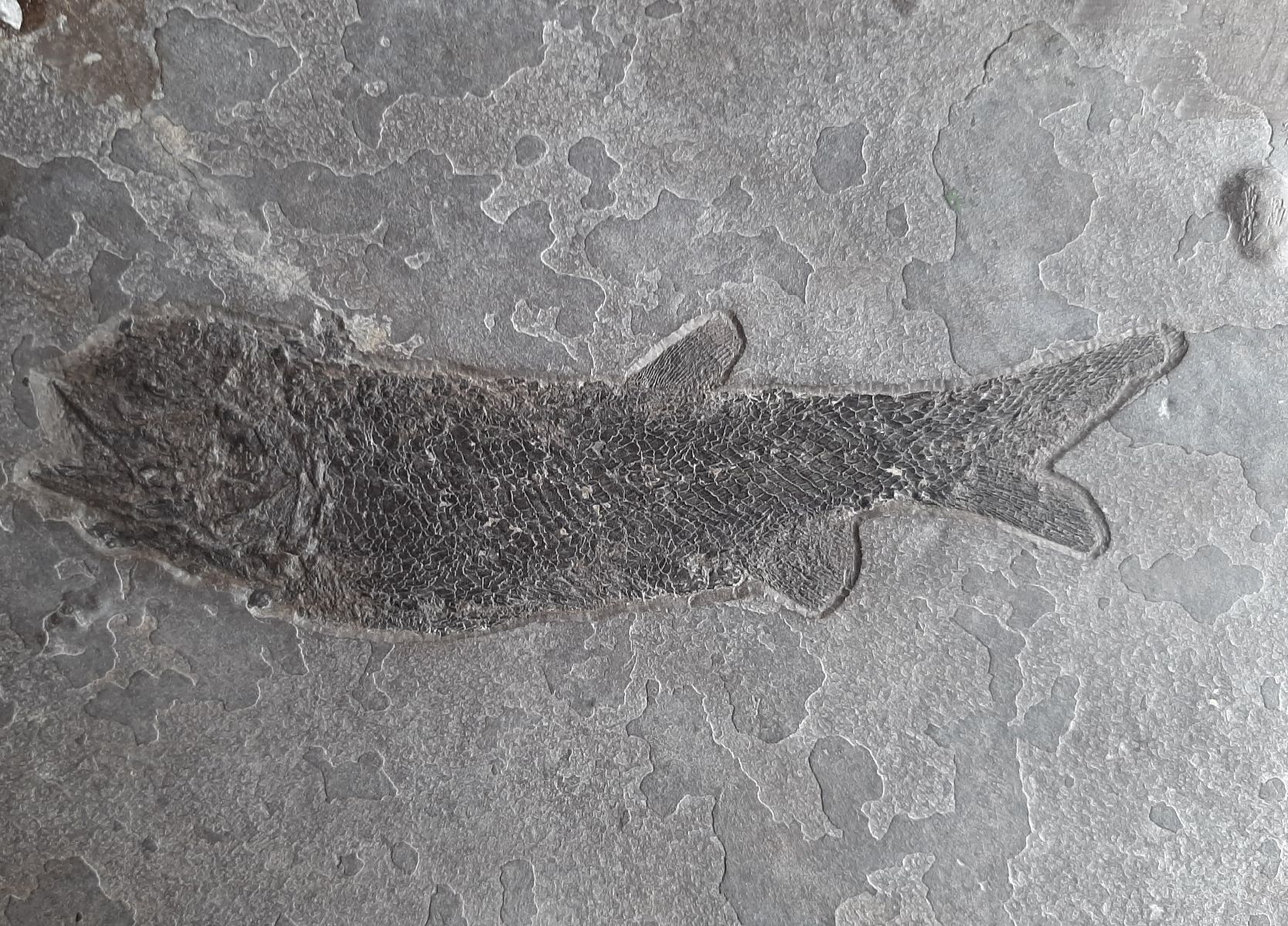 Fossili: Fossiler Fisch Deutschland – Usato da Rickenbach BL venduto da Oktober68 3