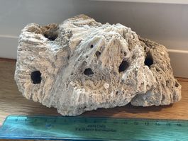 versteinerte Muscheln-Koralle, natürliches Kunstwerk