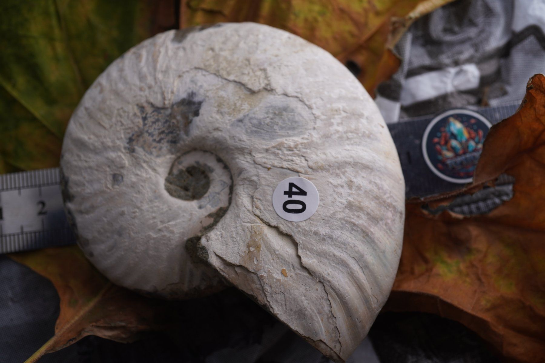 Mineralien & Heilsteine: Ammonit  Opalisiert   Wunderschön  ca  90mm – Neu und originalverpackt aus Eschenbach SG von topstone