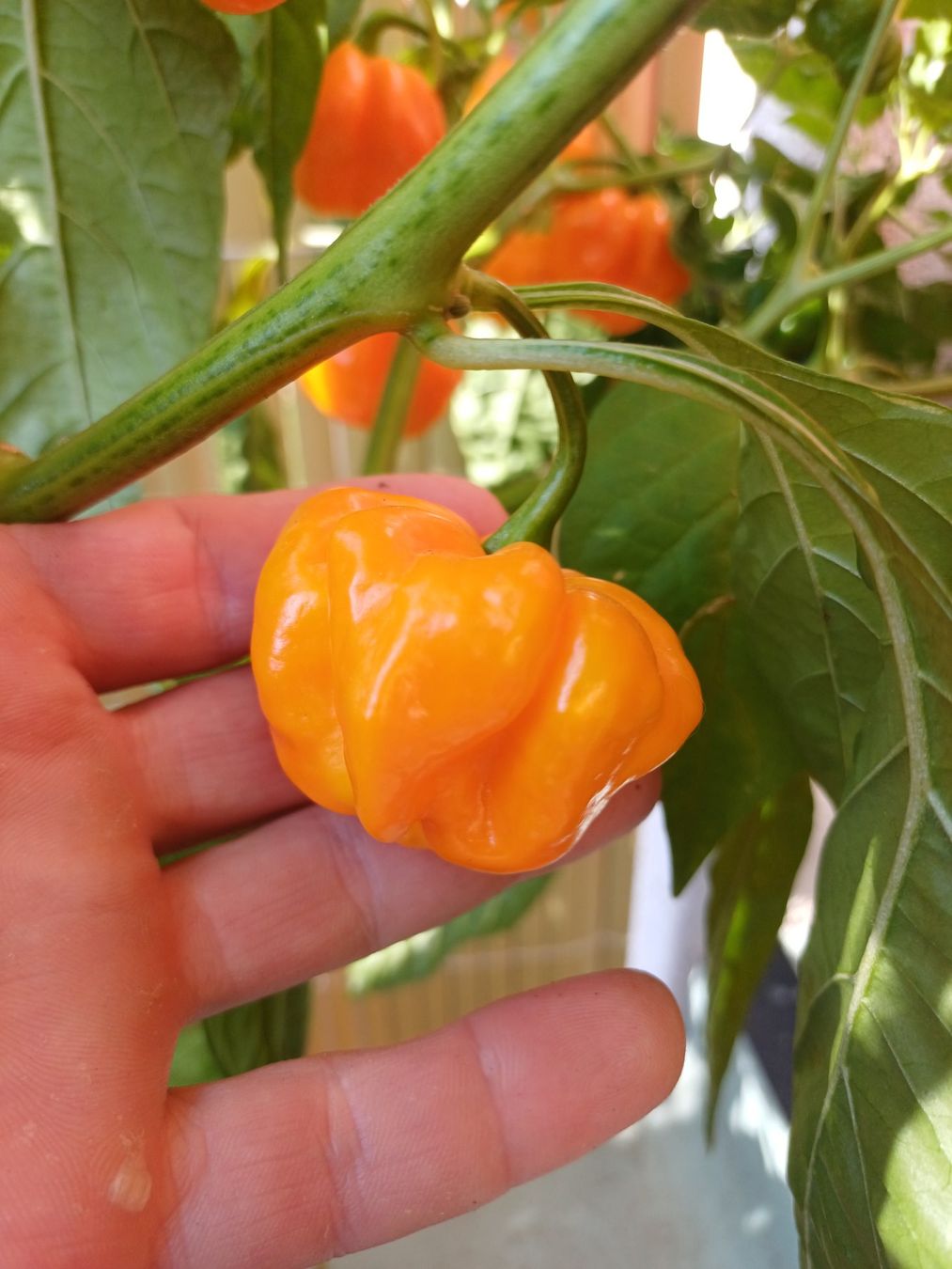 Pflanzen & Samen: "Scotch Bonnet" Chili Nr.3 Samen – Gebraucht aus Neftenbach von QuiQuo 1