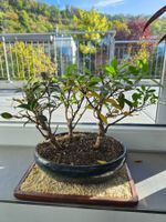 3x Bonsai: Fukintee, Ficus, Wacholder