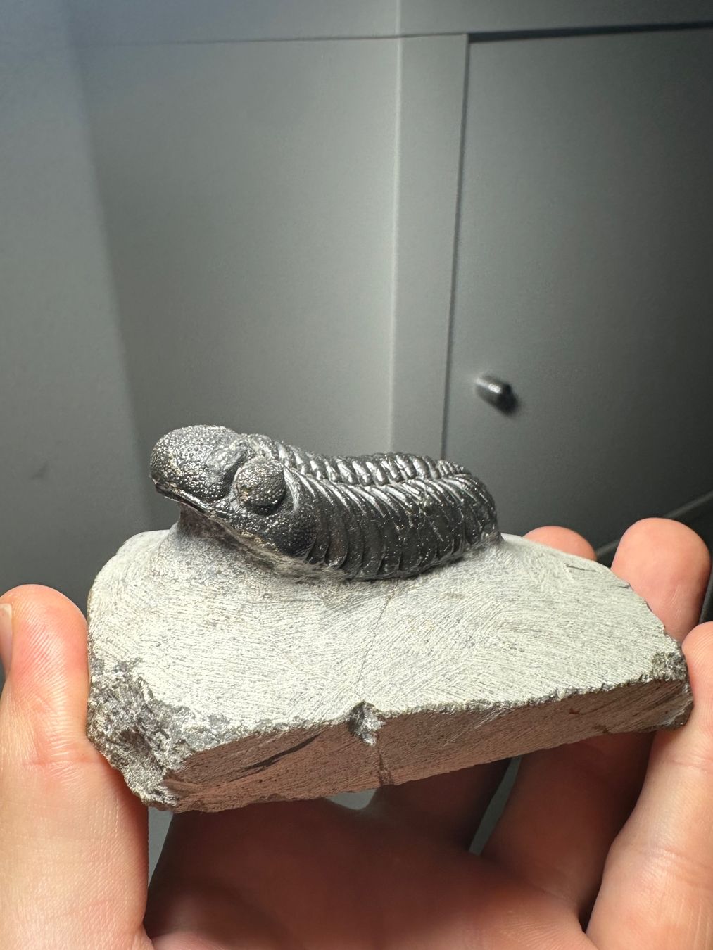 Fossili: Fossiler Trilobit - Phacops sp. – Usato da Lutzenberg venduto da CS65 6