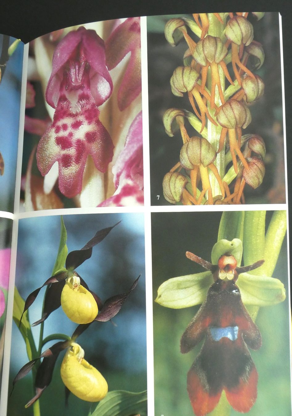 Libri: Die Orchideen der Schweiz, E. + O. Danesch, Geschenkidee/NEU – Nuovo e nell'imballaggio originale da Oberentfelden venduto da Rosenresli.02 6