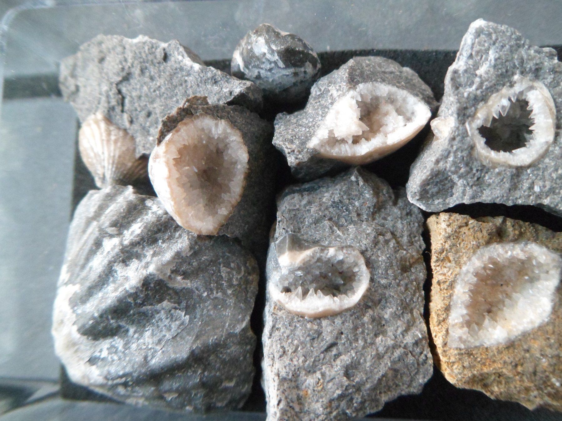 Fossilien: Fossil Schweiz – Gebraucht aus Affoltern am Albis von Fossil60 3
