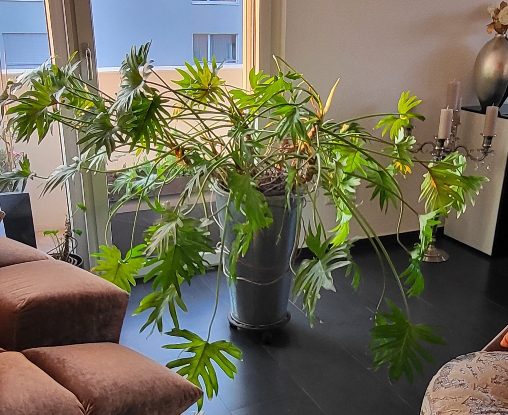 Piante & sementi: Grosser Philodendron Zimmerpflanze – Usato da islikon venduto da mir_8cbw 3