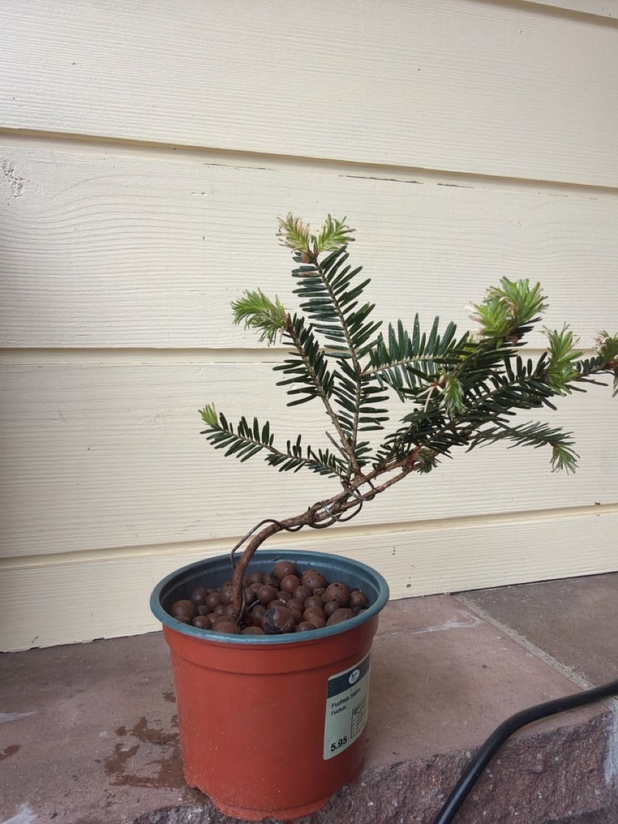 Piante & sementi: Bonsai di abete – Nuovo (secondo la descrizione) da Biembach venduto da flo_lt9t 1