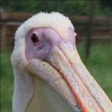 Profile image of Pelik
