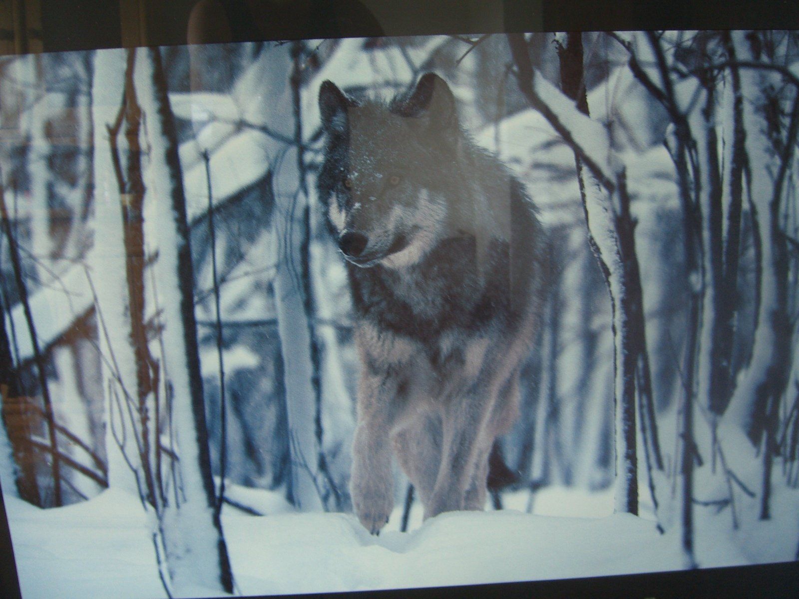 Bilderrahmen: wunderschönes,grosses Bild eines Timber Wolfs, Wechselrahmen – Gebraucht aus Winterthur von Gaia 1