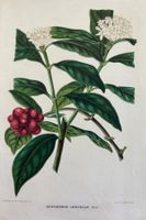 Lithographie um 1850, Botanik, Pflanzen, Blumen