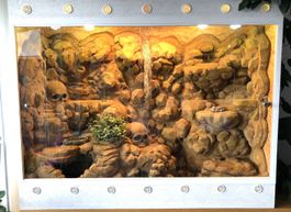 Terrarium mit Einrichtung (Muss in Rüti abgeholt werden)